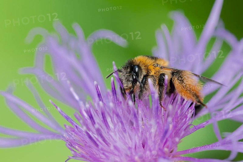 Brown-rumped trouser bee (Dasypoda hirtipes) on knapweed flower, Lower Saxony, Germany