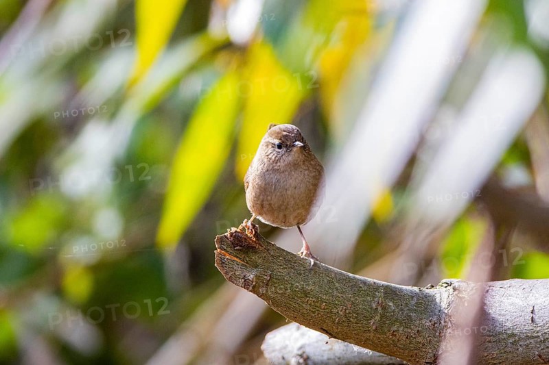 Wren (troglodytes troglodytes) Germany