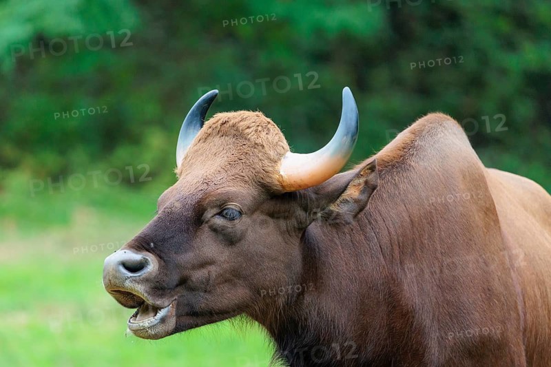 Portrait of a male Gaur (Bos gaurus gaurus) on a pasture. Indian subcontinent and Southeast Asia