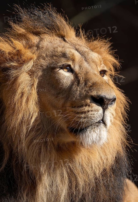 Asiatic Lion (Panthera leo persica), male, portrait, occurring in India, captive