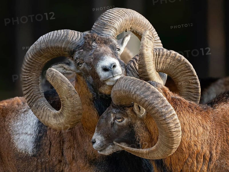 Two grouches have wedged their horns, North Rhine-Westphalia, Germany