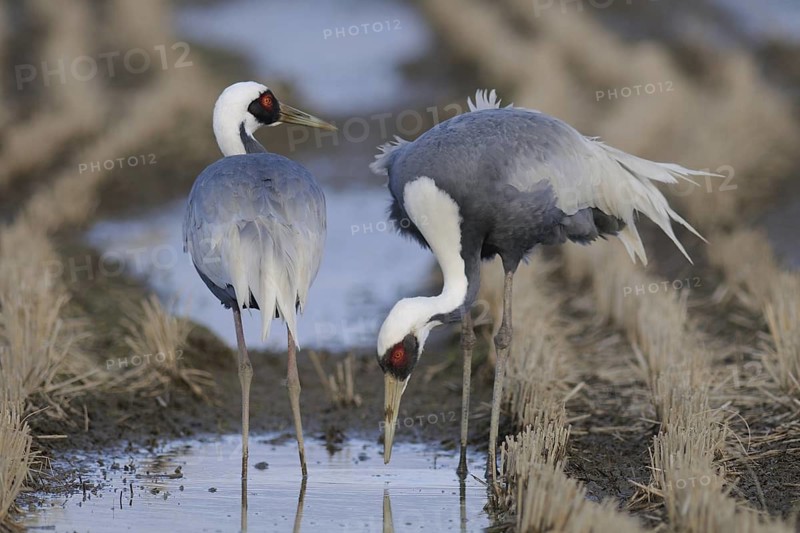 White-naped Crane (Antigone vipio) foraging, Arasaki, Japan