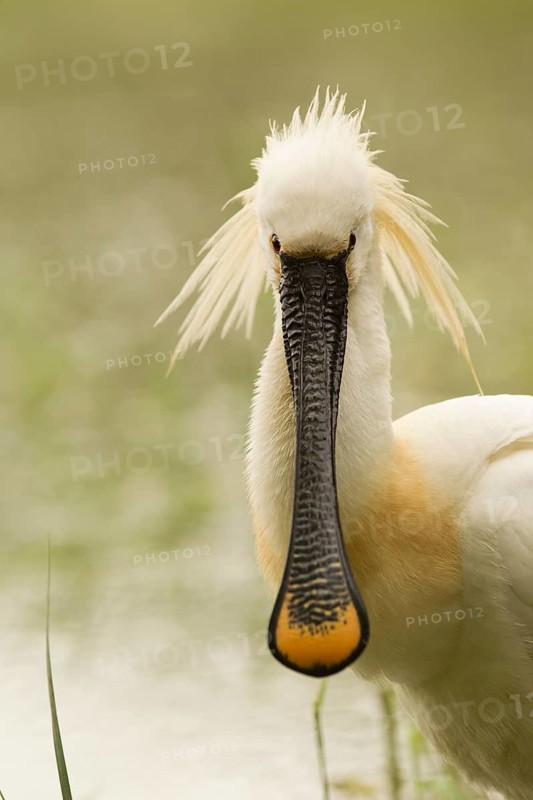 Eurasian Spoonbill (Platalea leucorodia), Serbia