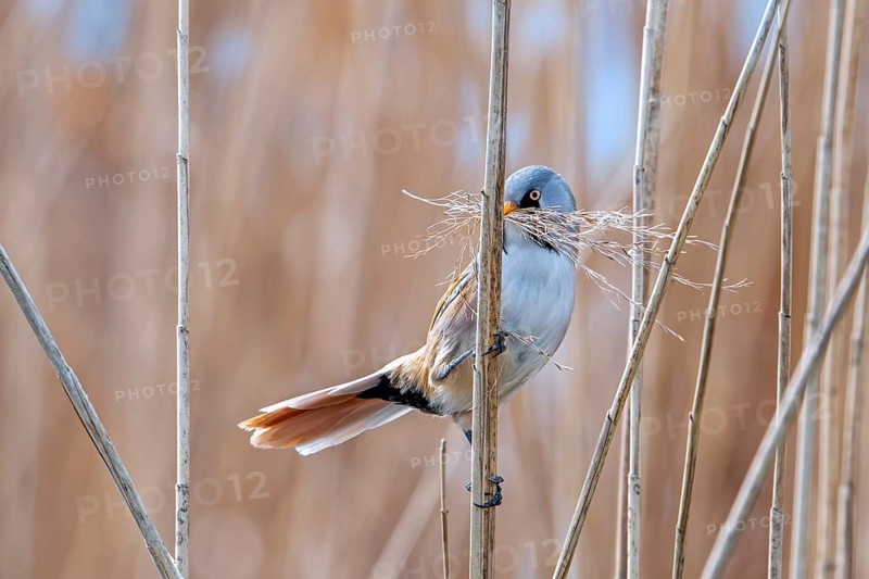 Bearded reedling, bearded tit (Panurus biarmicus) male collecting seed heads in beak as nesting material for nest building in reed bed in spring