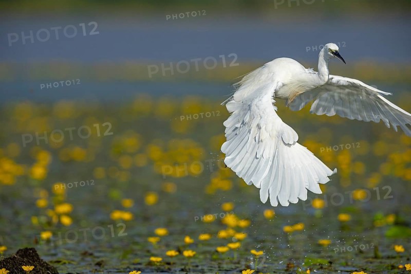 Little Egret (Egretta garzetta) in the midst of flowering echidnas Hungary