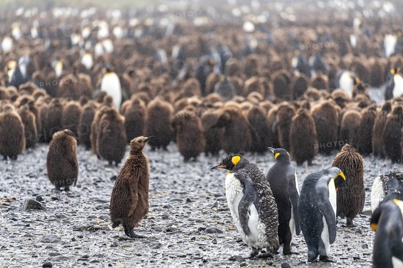 King penguins (Aptenodytes patagonicus), adults and chicks in brown down plumage, colony in the rain on gravel, Salisbury Plain, South Georgia