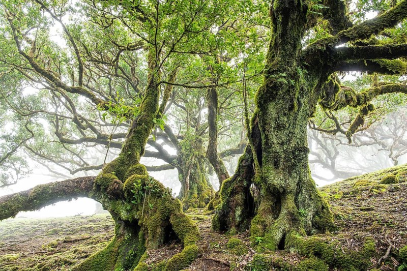 Laurel trees (Laurus nobilis) on Madeira, Fanal, Madeira, Portugal