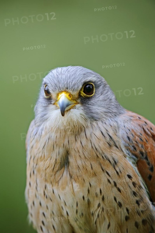 Common kestrel (Falco tinnunculus), male, portrait, North Rhine-Westphalia, Germany