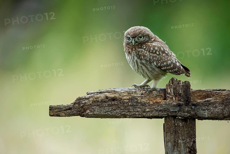 Little owl (Athene noctua), Vechta, Lower Saxony, Germany