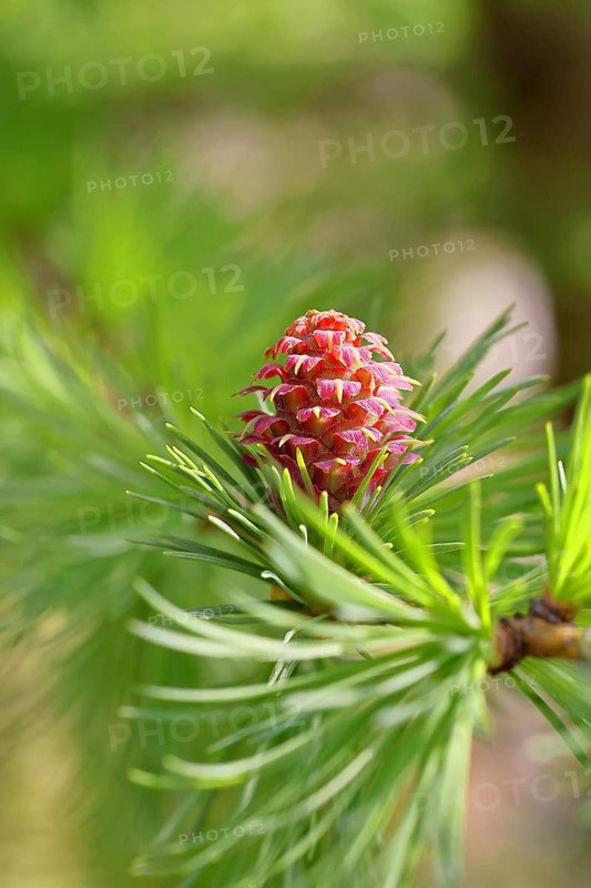 Female flower of larch (Larix decidua), larch blossom, growing into cones, close-up, spring, spring, Wilnsdorf, North Rhine-Westphalia, Germany