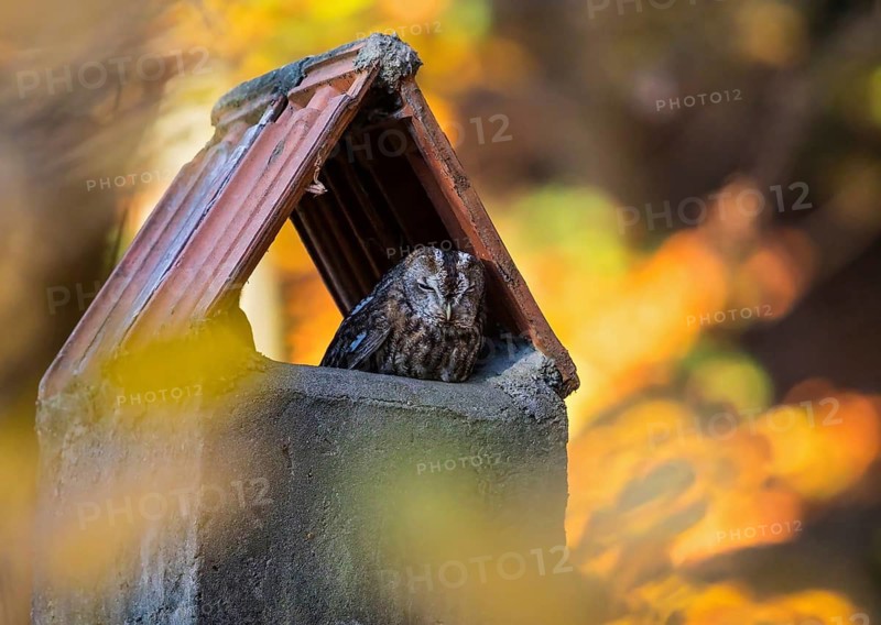Tawny owl (Strix aluco) adult bird resting at its daytime roost in a chimney in a colourful autumn forest in the Indian summer sun, Baden-Württemberg, Germany