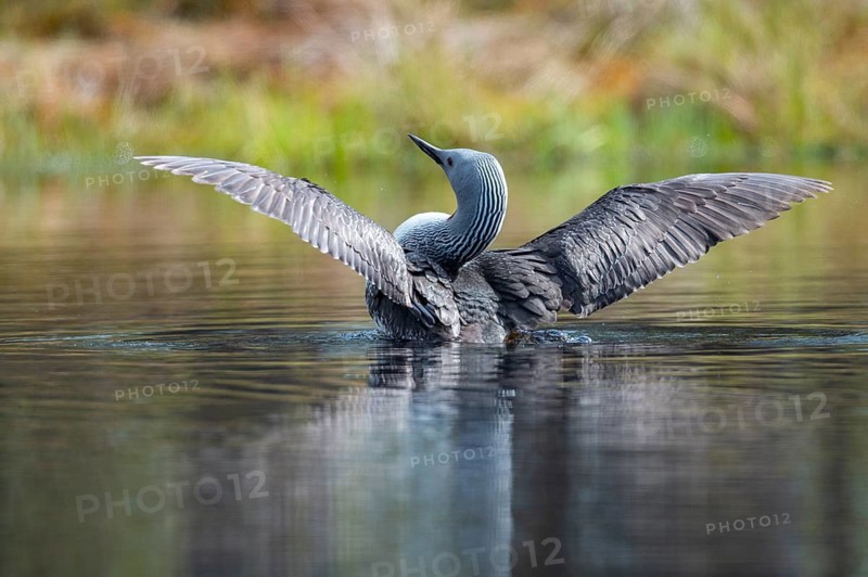 Red-throated diver (Gavia stellata) in breeding plumage on a lake in Sweden, Knuthöjdsmossen, Hällefors, Örebro län, Sweden