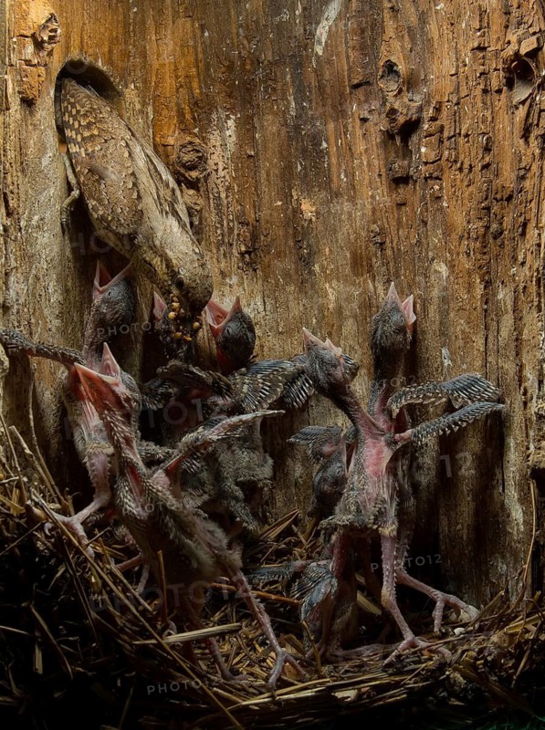 Eurasian Wryneck (Jynx torquilla) feeding chicks in nesting box, Saxony, Germany