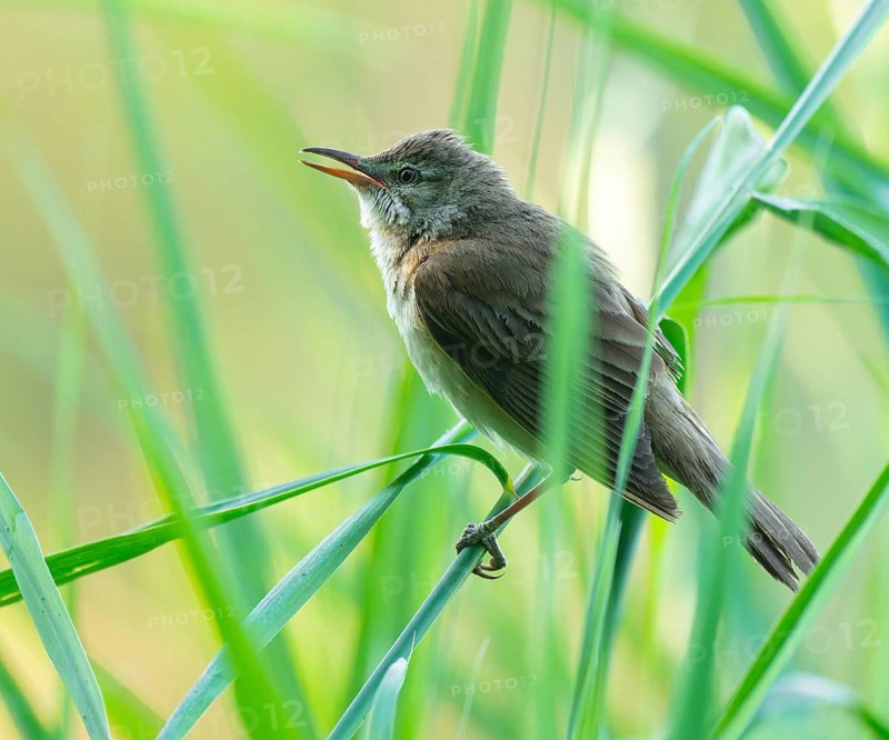 Reed warbler (Acrocephalus arundinaceus) on a reed stem, reed (Phragmites australis), Lower Saxony, Germany