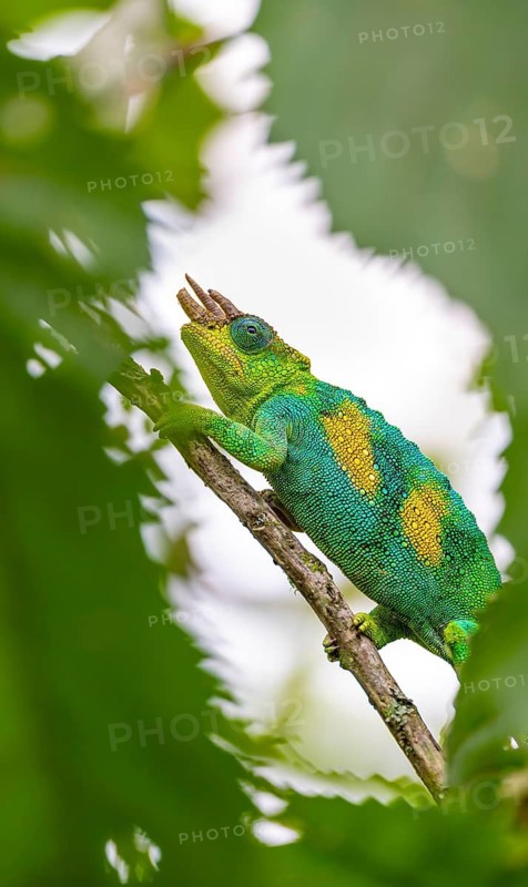Three-horned chameleon (Trioceros jacksonii), male, between leaves on a branch, Bwindi Impenetrable Forest National Park, Uganda