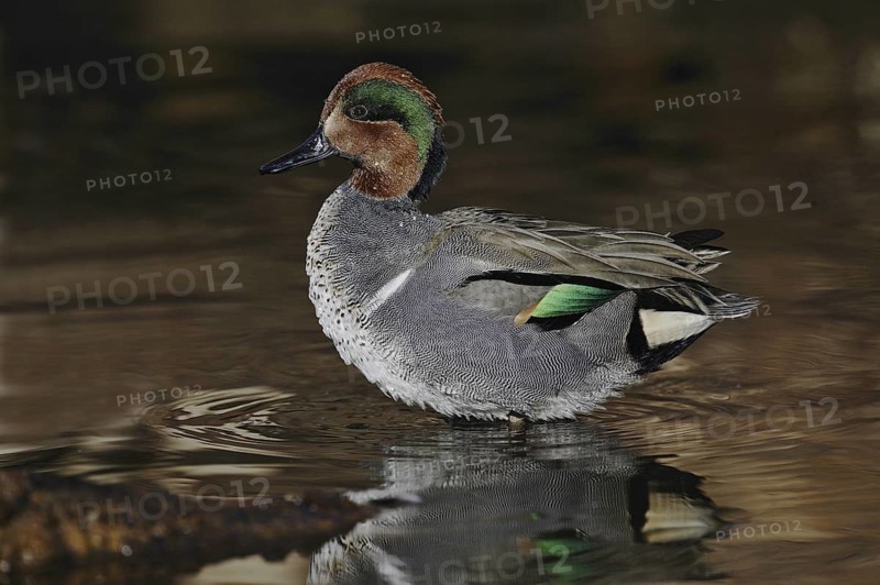 Green-winged Teal (Anas carolinensis) male, Arizona, USA