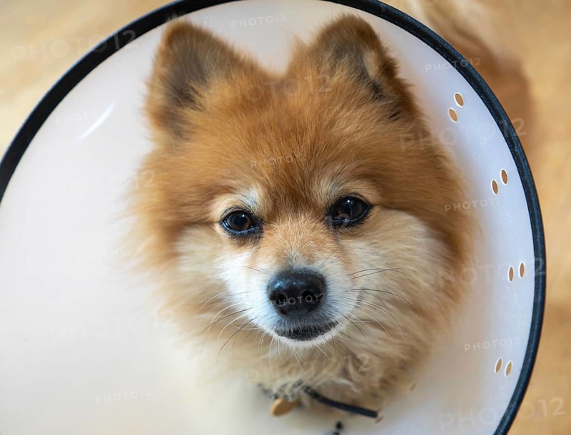 Pomeranian pet dog wearing an Elizabethan collar
