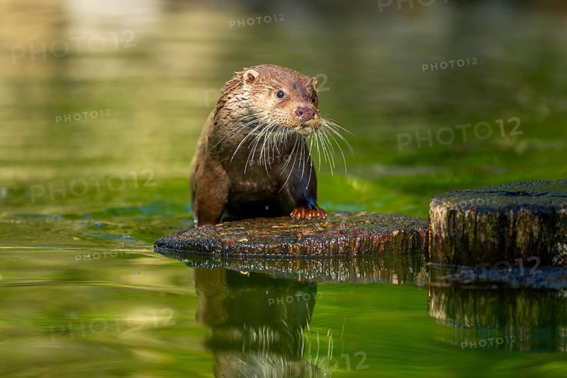 Eurasian otter (Lutra lutra) on a tree trunk in the water of a little lake, Bavaria, Germany