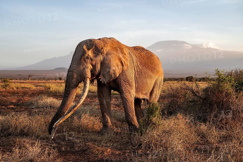 African elephant (Loxodonta africana) with Kilimanjaro, the famous Super Tusker elephant Craig, old male with long tusks, evening light, Amboseli, Kajiado County, Kenya