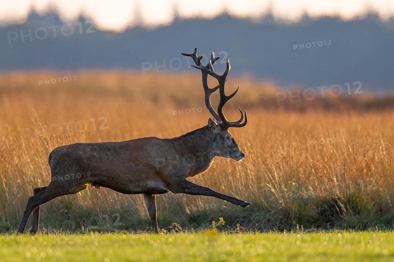 Red deer (Cervus elaphus), rut, Hoenderloo, Gelderland, Netherlands