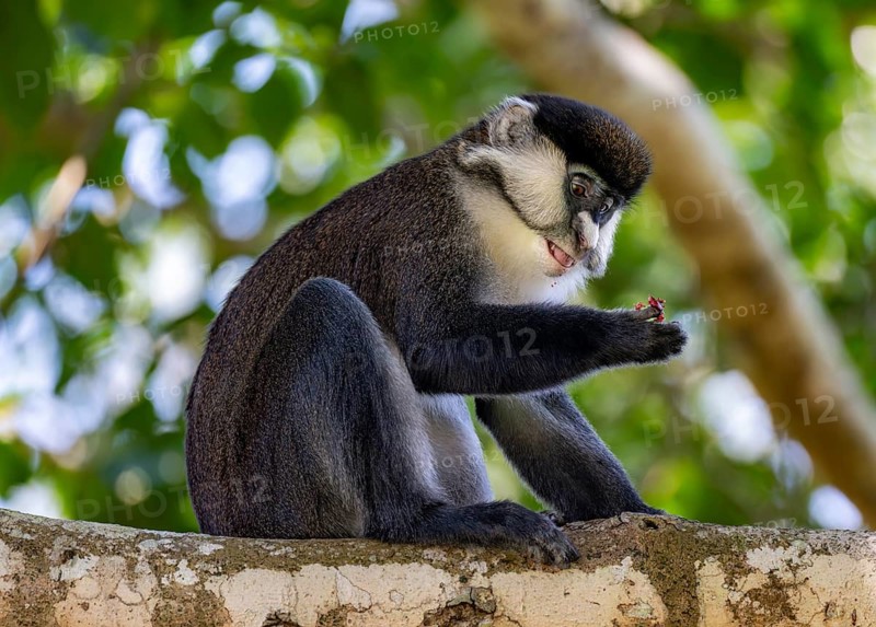 Red-tailed guenon or Congo white-nosed guenon (Cercopithecus ascanius schmidti), sitting on a tree, eating a fruit, Bigodi, Western Region, Uganda
