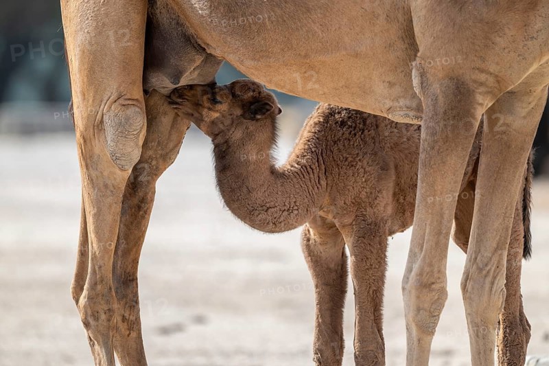 Dromedary (Camelus dromedarius), camel, young animal with mother, Oman