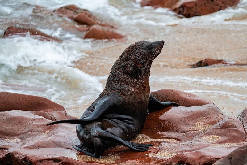 Seal colony, fur seal, Cape fur seal (Arctocephalus pusillus), Cape Cross, Atlantic coast, Namibia