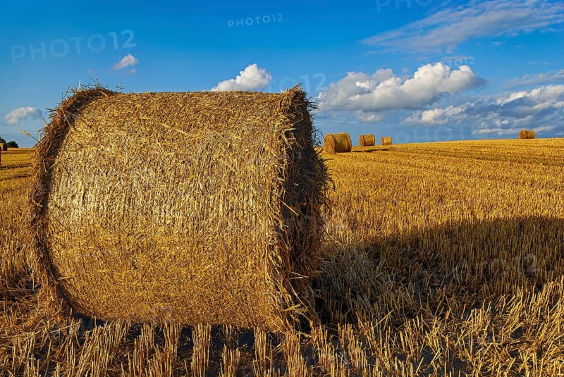 Straw bales on a harvested grain field tell of the end of summer in the countryside near Demmin, Mecklenburg-Western Pomerania, Germany. Straw Bales on a Harvested Grain Field Herald the End of Summer in the Countryside near Demmin, Mecklenburg-Western Pomerania, Germany