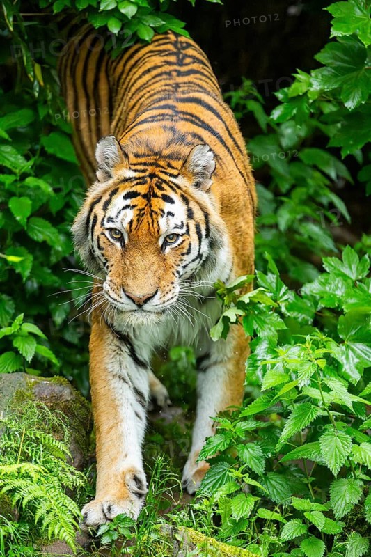 Siberian tiger (Panthera tigris tigris) walking through bushes on a rainy day, captive, Germany