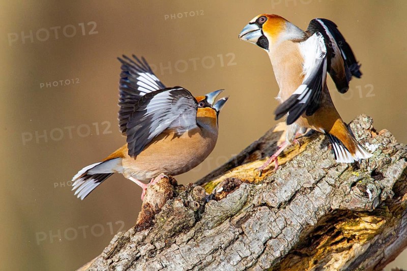 Hawfinch (Coccothraustes coccothraustes) Germany