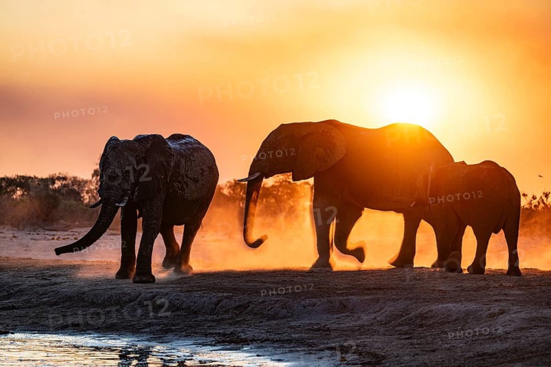 Herd of elephants, African elephant (Loxodonta africana) with young at the waterhole, sunset, Savuti, Chobe National Park, Botswana