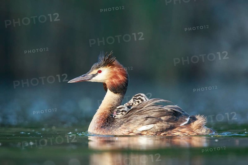 Great Crested Grebe (Podiceps cristatus) with chicks, North Rhine-Westphalia, Germany