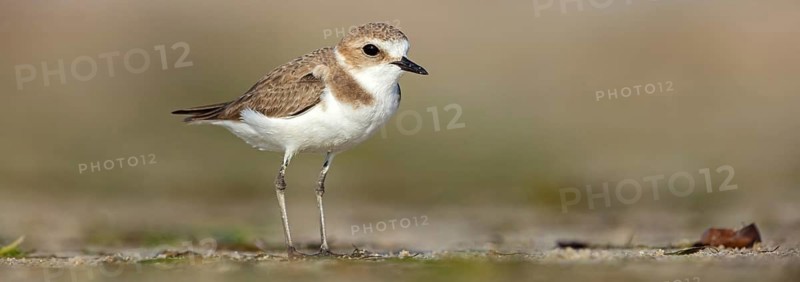 Animals, birds, plover, Kentish plover, (Charadrius alexandrinus), biotope, habitat, foraging, Barr Al Hikman, Shannah, Ash Sharqiyah South, Oman