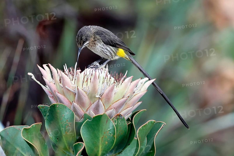 Cape Honeybird (Promerops cafer), adult, male, on flower, Protea, vigilant, Kirstenbosch Botanical Gardens, Cape Town, South Africa