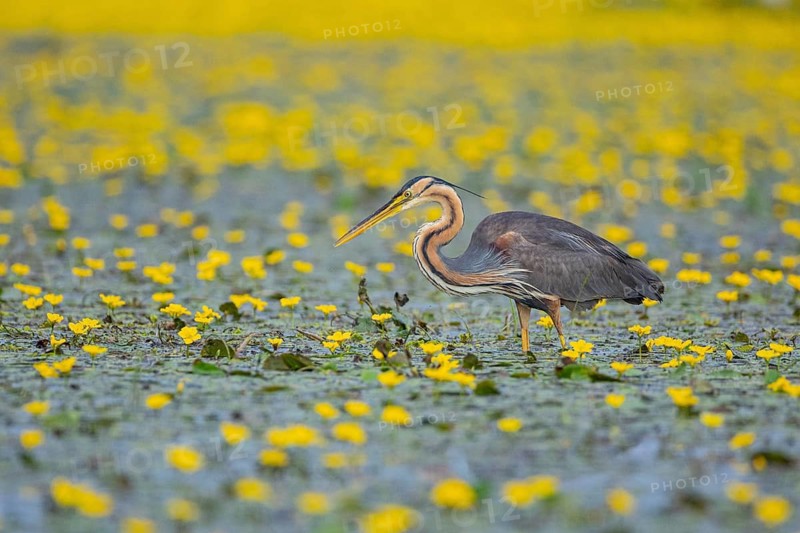 Purple heron (Ardea purpurea) Hungary