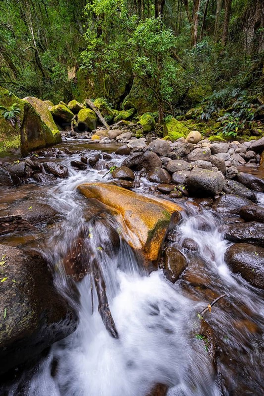Mhlwazini River flows through thick forest, original mountain forest, Rainbow Gorge, Ukhahlamba-Drakensberg Park, KwaZulu-Natal, Drakensberg Mountains, South Africa