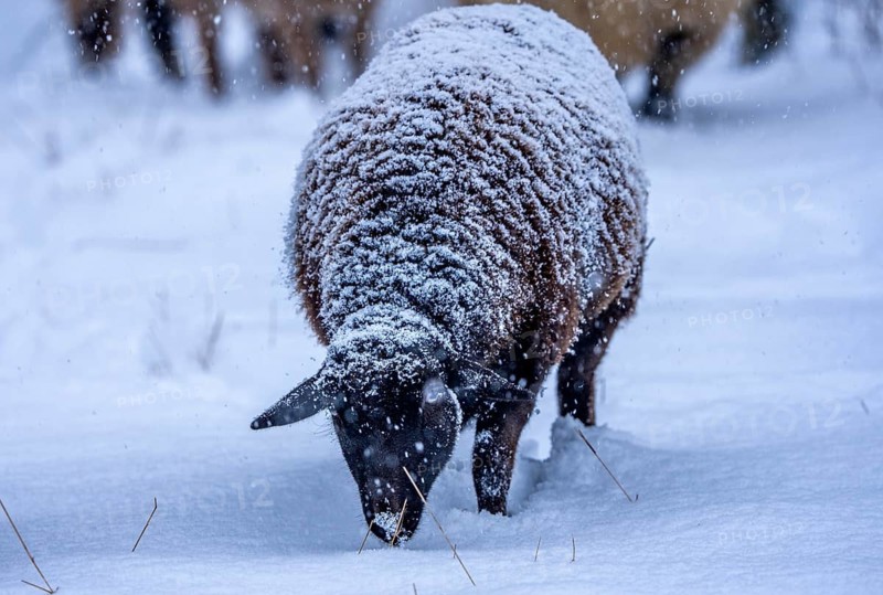 Winter weather, blowing snow, sheep on a snowy pasture, looking for food, thick fur, Elfringhauser Schweiz, near Hattingen, North Rhine-Westphalia, Germany