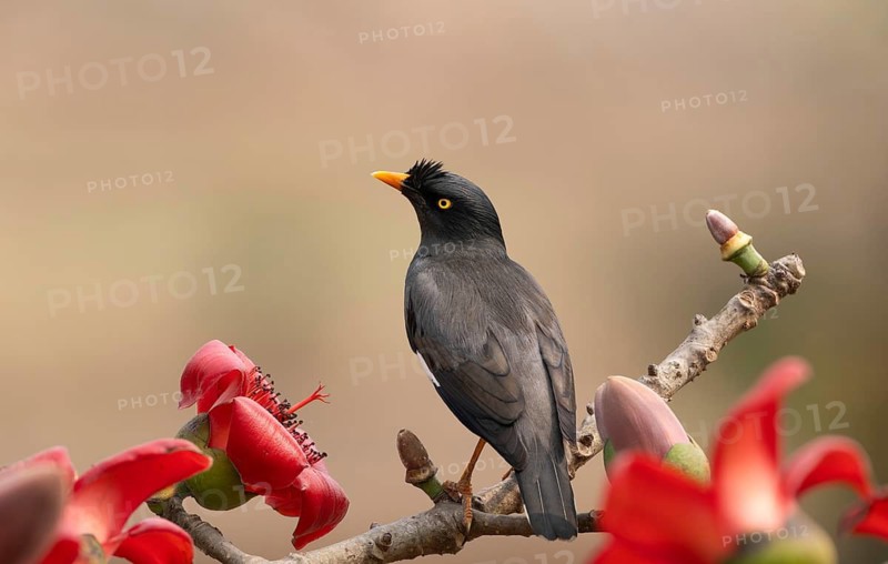 Jungle Myna (Acridotheres fuscus) on a flowering silk-cotton branch, sreepur, Gazipur, bangladesh