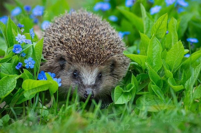 Cute hedgehog, brown-breasted hedgehog (Erinaceus europaeus) in the garden, Vechta, Lower Saxony, Germany
