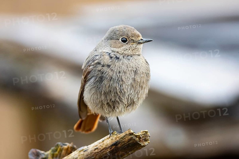 Redtail (Phoenicurus ochruros) Germany