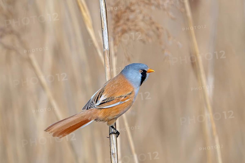 Bearded reedling, bearded tit (Panurus biarmicus) adult male perched on reed stem while foraging in reedbed at wetland in spring