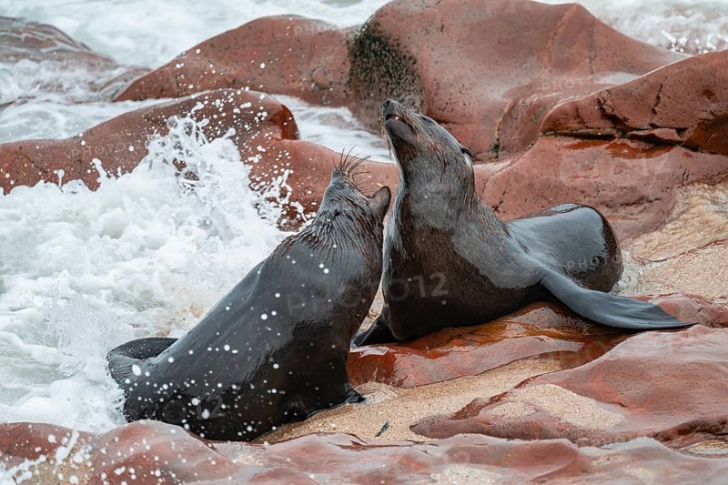 Male fur seals fighting for territory, Cape fur seal (Arctocephalus pusillus), Cape Cross, Atlantic coast, Namibia