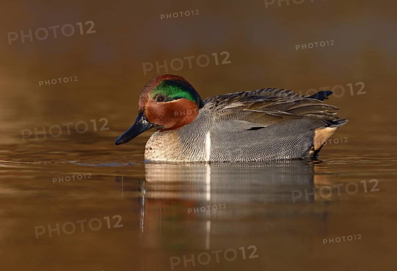 Green-winged Teal (Anas carolinensis) male, British Columbia, Canada