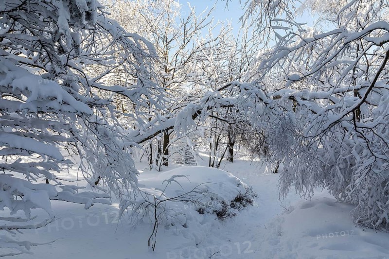 Sunny winter landscape with snow-covered trees, bushes, trails and branches covered with hoarfrost on the Ore Mountains Ridge, Zinnwald-Georgenfeld, Altenberg, Eastern Ore Mountains, Saxony, Germany