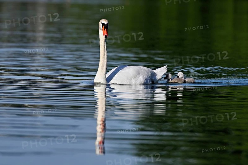 Mute swan (Cygnus olor), male with two chicks swimming in Lake Zug, Canton Zug, Switzerland
