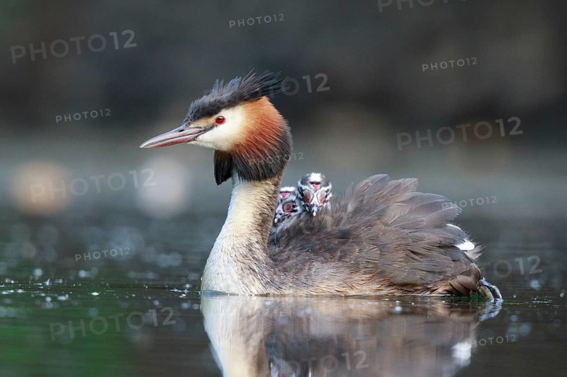 Great Crested Grebe (Podiceps cristatus) with chicks, North Rhine-Westphalia, Germany