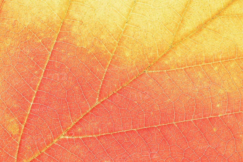 Persian ironwood (Parrotia persica), detail of leaf in autumn, North Rhine-Westphalia, Germany