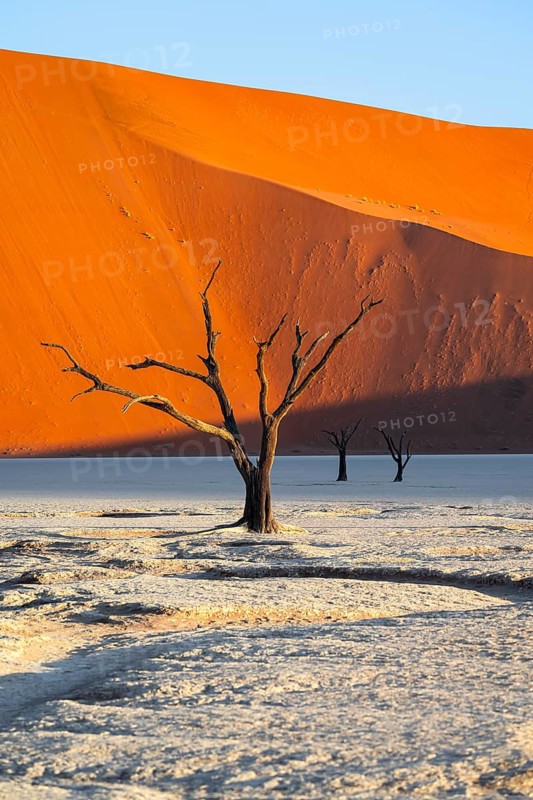 Dead camel thorn trees (Vachellia erioloba), red sand dunes, white salt pan, Dead Vlei, Sossusvlei, Namib Desert, Namib-Naukluft Park, Namibia