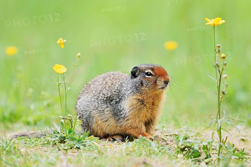 Columbia ground squirrel (Urocitellus columbianus, Spermophilus columbianus) in a flower meadow, Yoho National Park, British Columbia, Canada