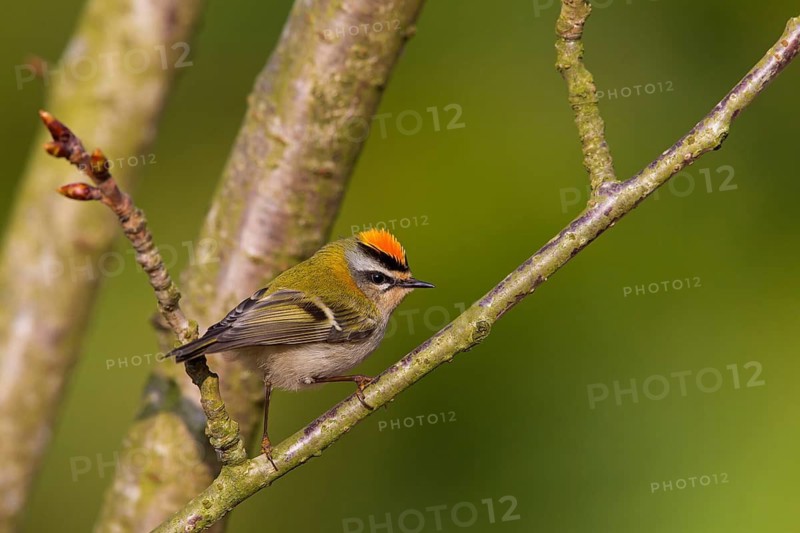 Firecrest, Regulus ignicapillus, Roitelet à triple bandeau, Roitelet triple-bandeau, Reyezuelo Listado, Luisenpark, Mannheim, Baden-Württemberg, Germany